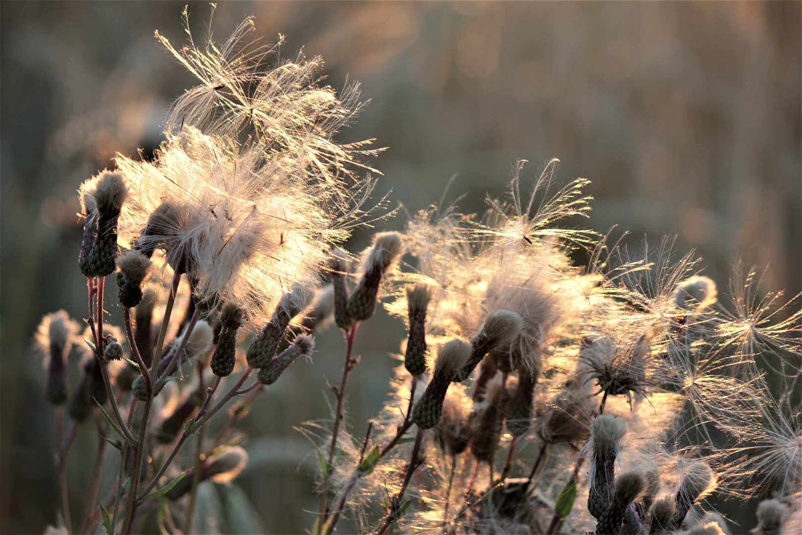 Pusteblume