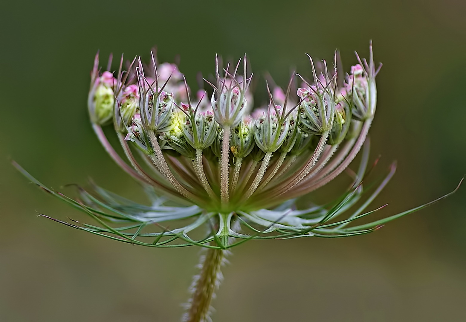 Wilde Möhre (Wiesenschönheit)