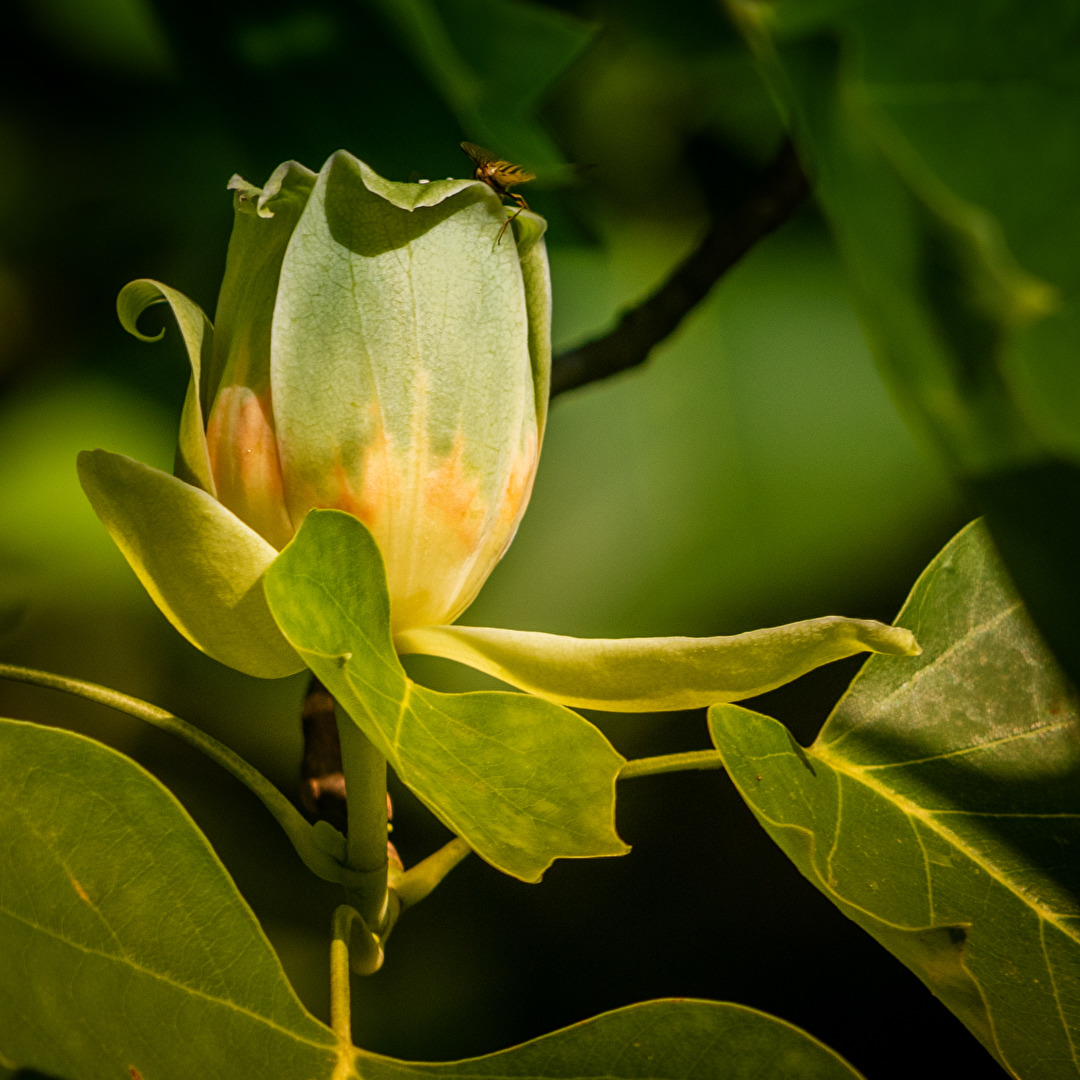 Tulpenbaumblüte