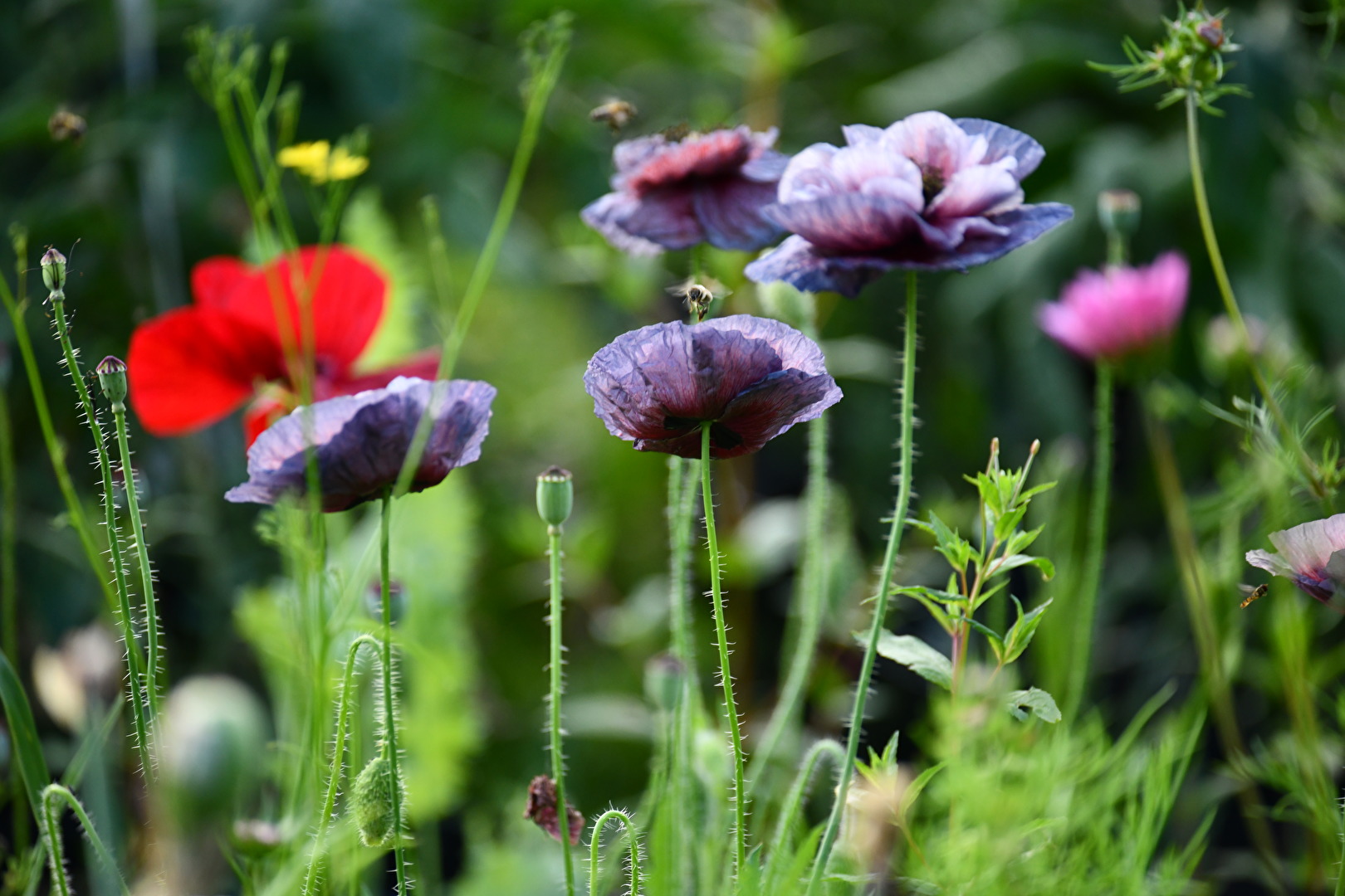 Mohn Amazing Grey, Sommer Vibes....