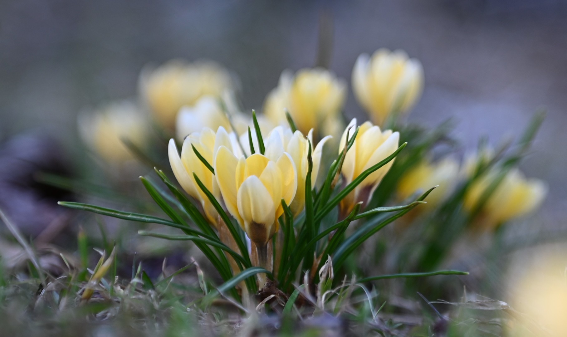 Endlich blühen die Krokusse 20.2.2023, der Frühling naht...