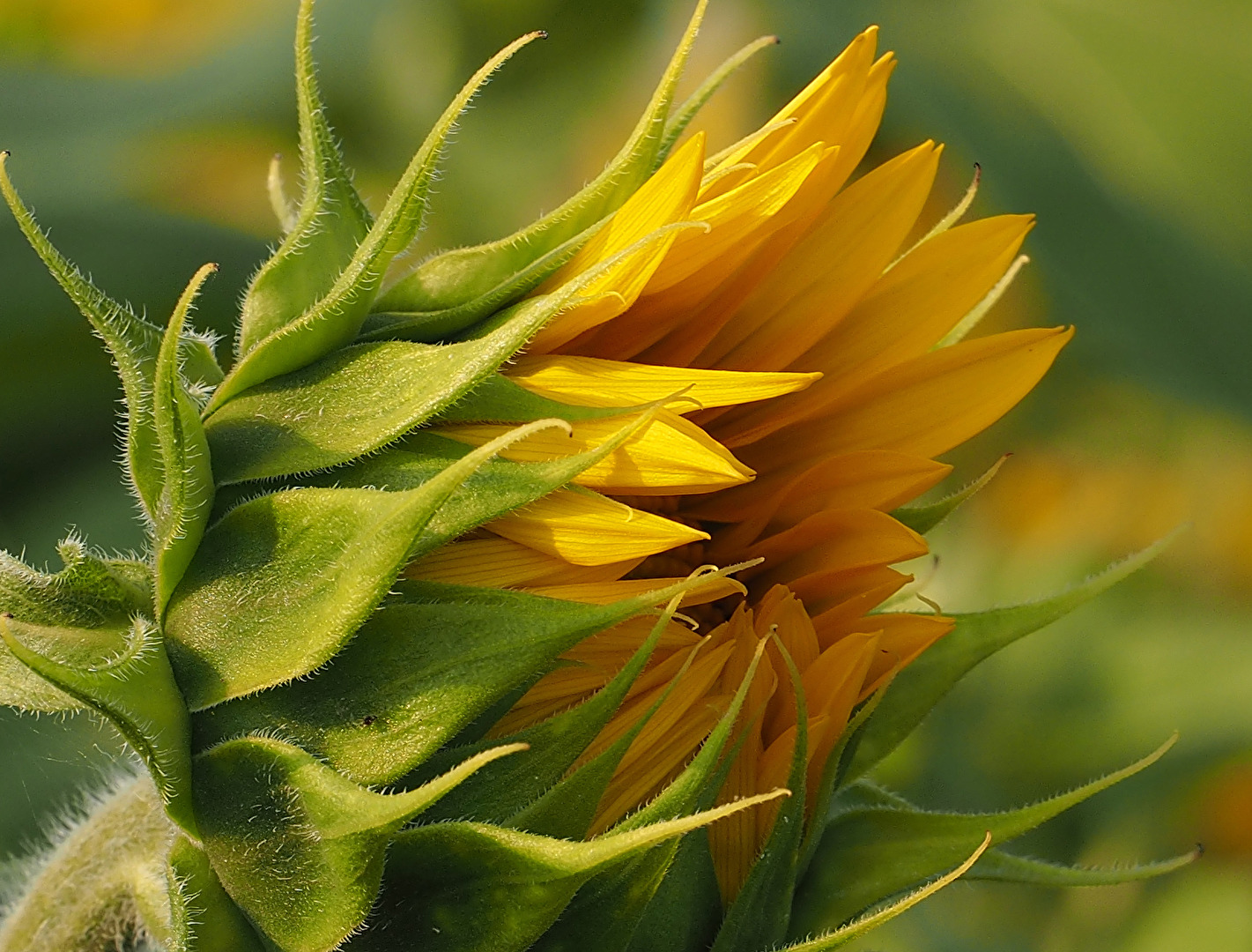 Sonnenblume