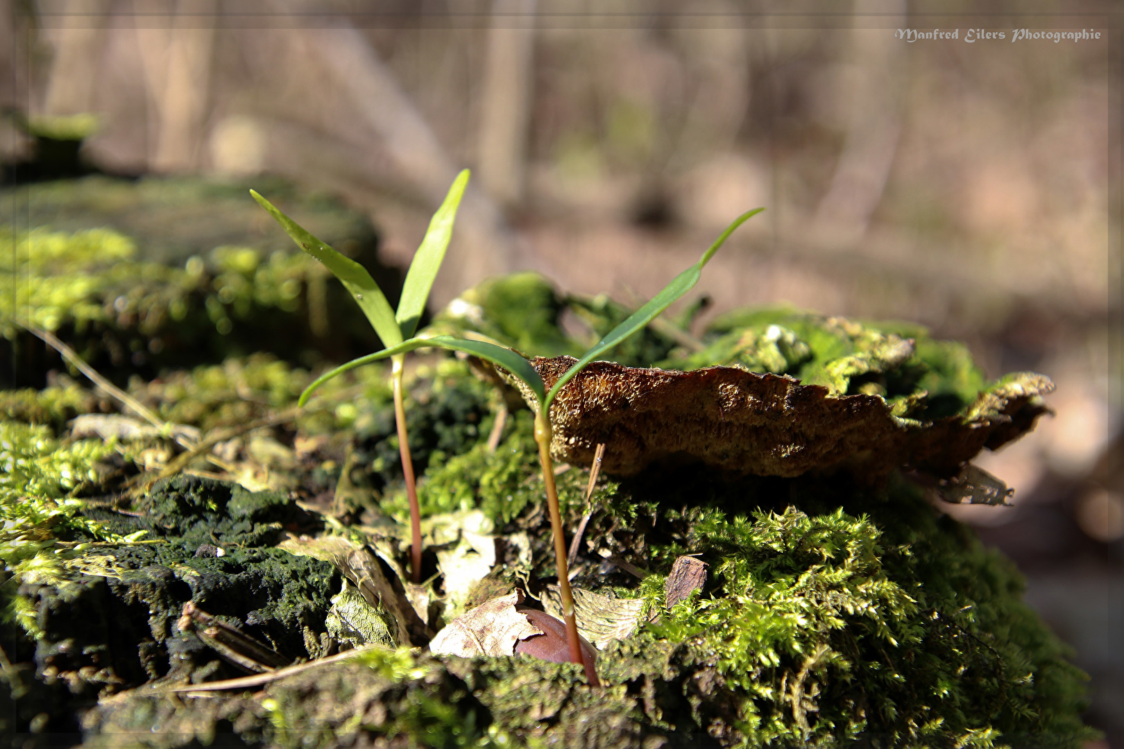 Der Frühling kommt