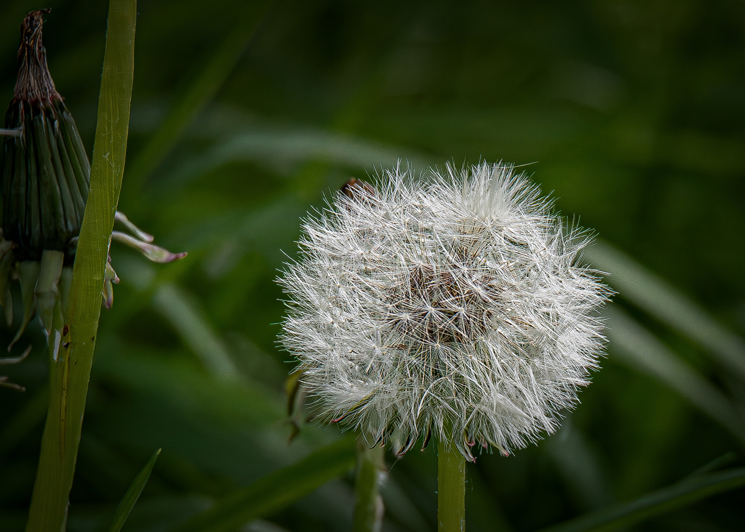 Pusteblümchen . . . .