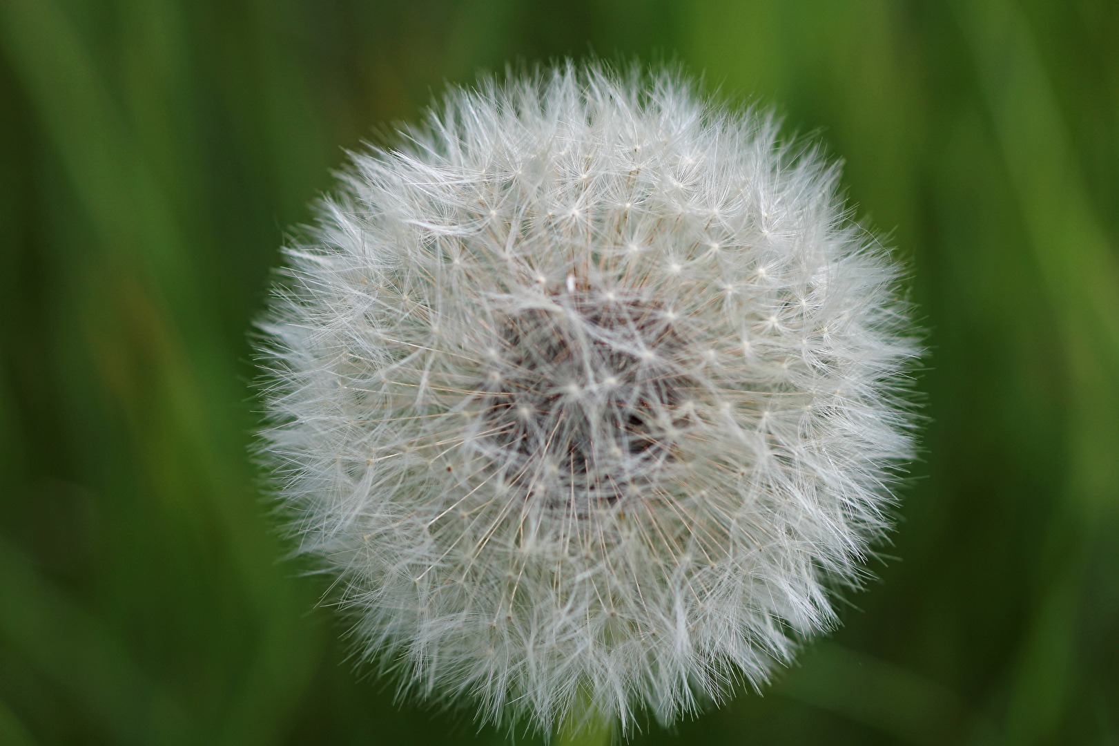 Pusteblume