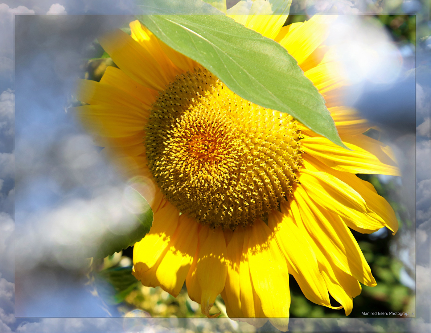 #Sonnenblume