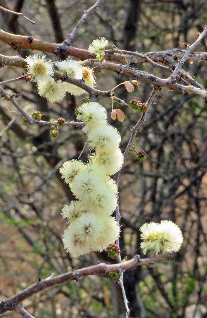 Buschblüte