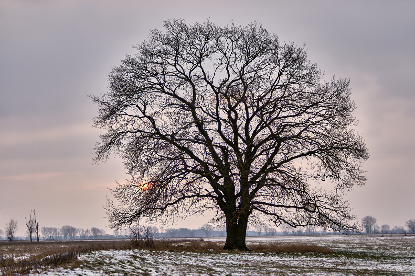 Baum