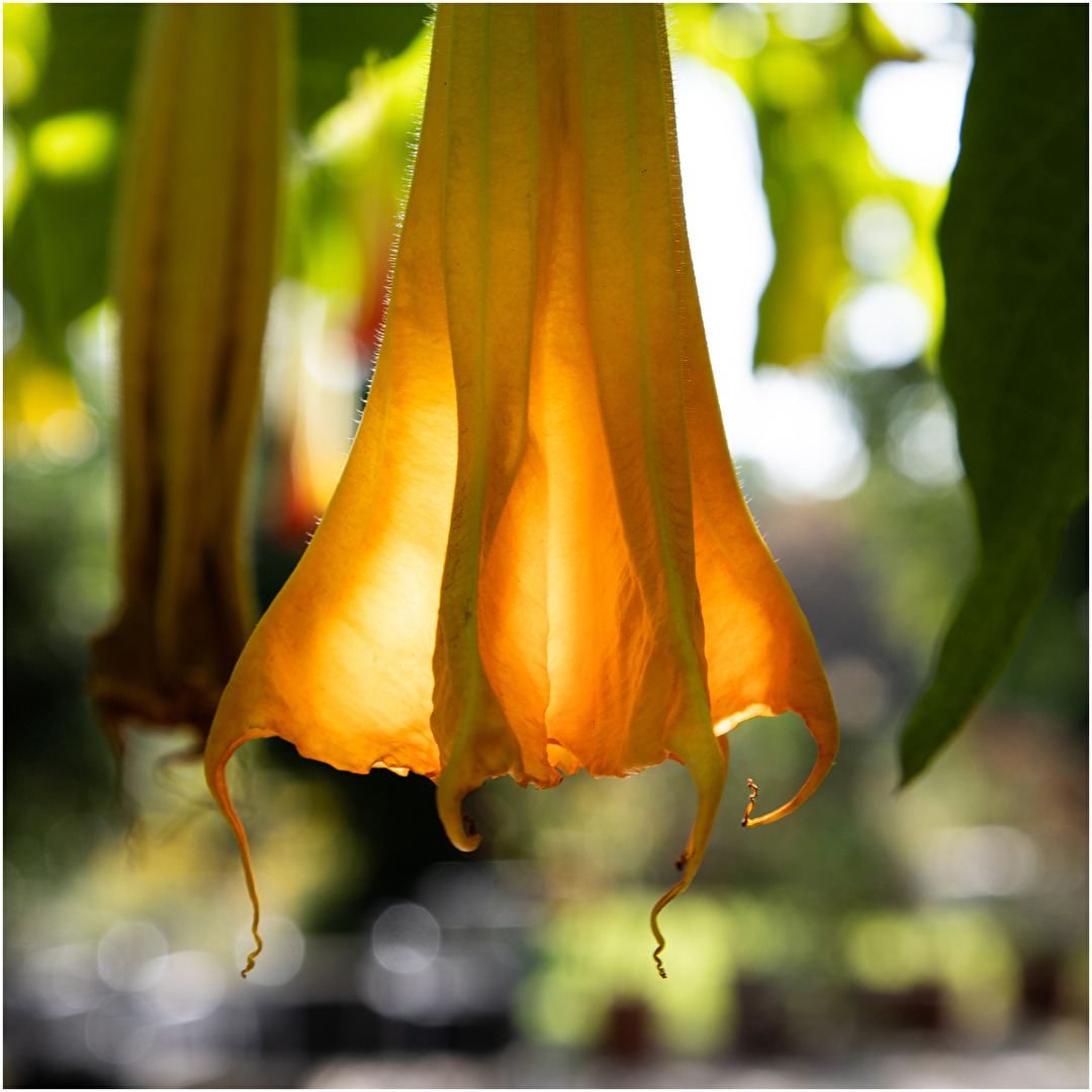 Blüte einer Engelstrompete