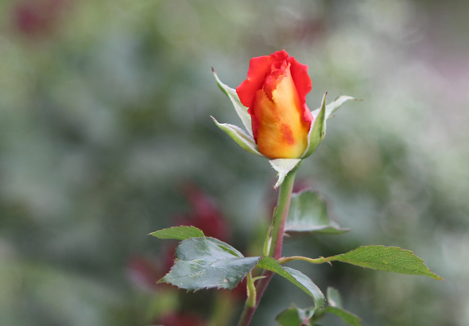 Rose/Garten