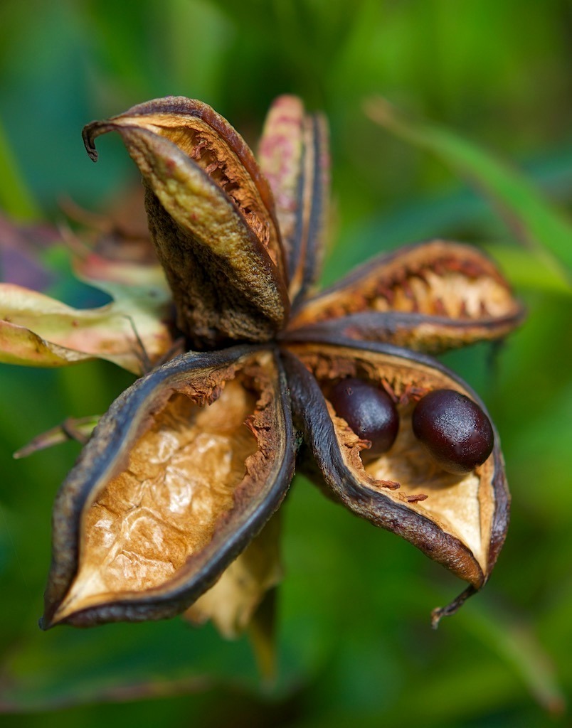 fruchtporträt | °balgfrüchte [2/2]