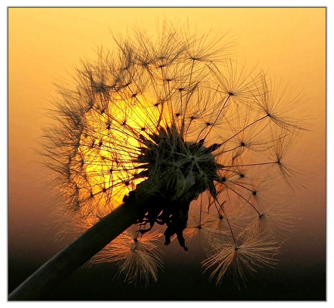 Löwenzahns Sonnenuntergang