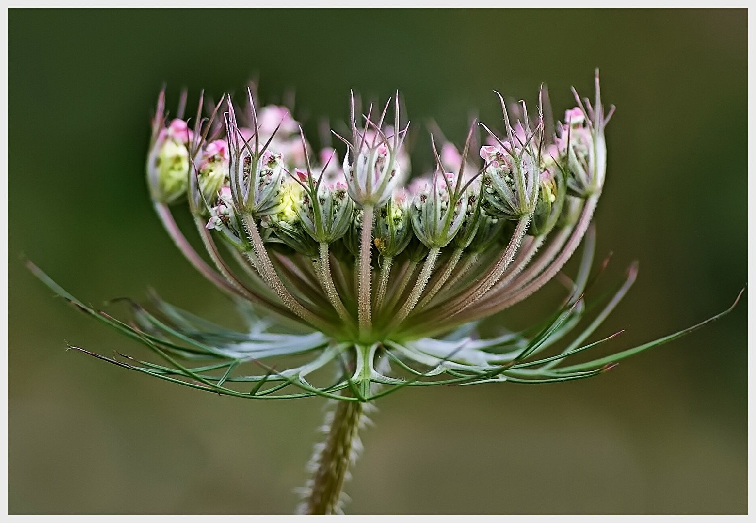 Wiesenschönheit