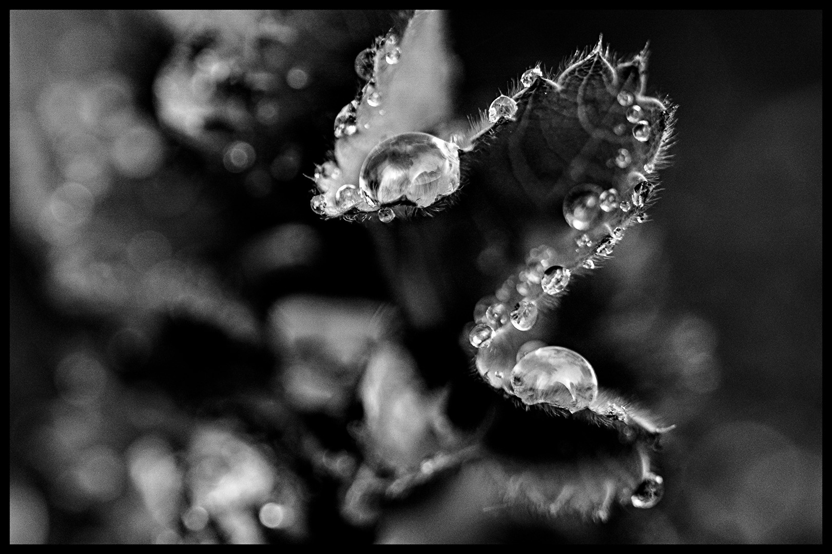 Tropfen auf Blatt