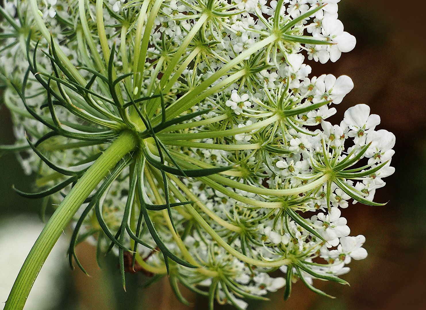 Blüte Wilde Möhre