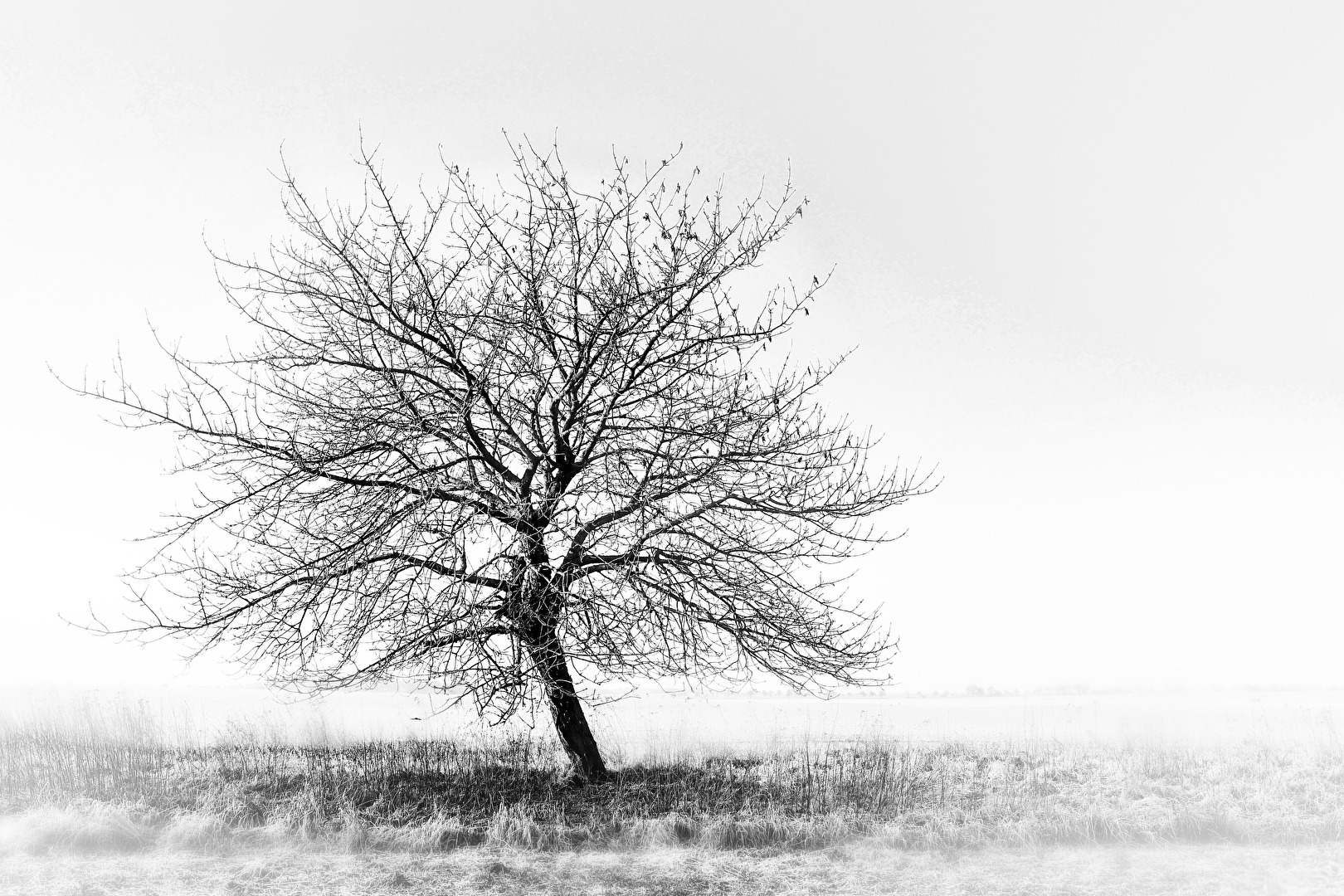Lieblings- #Baum