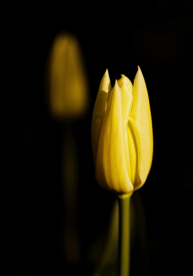 Tulpenblüte