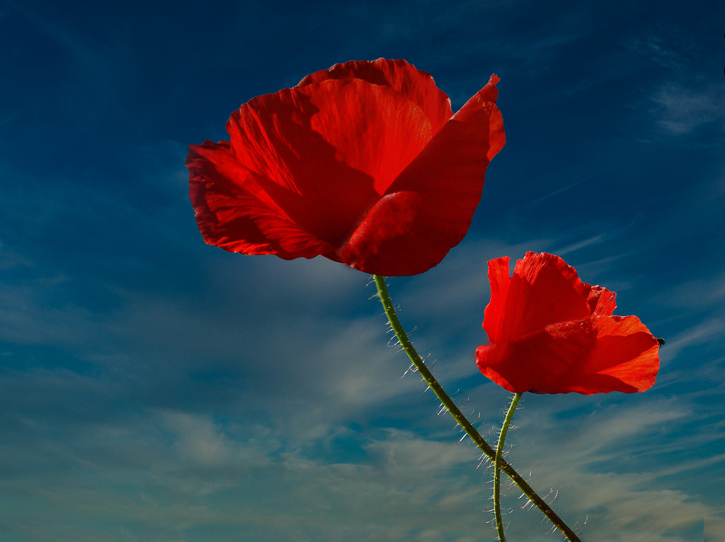 Mohnblume