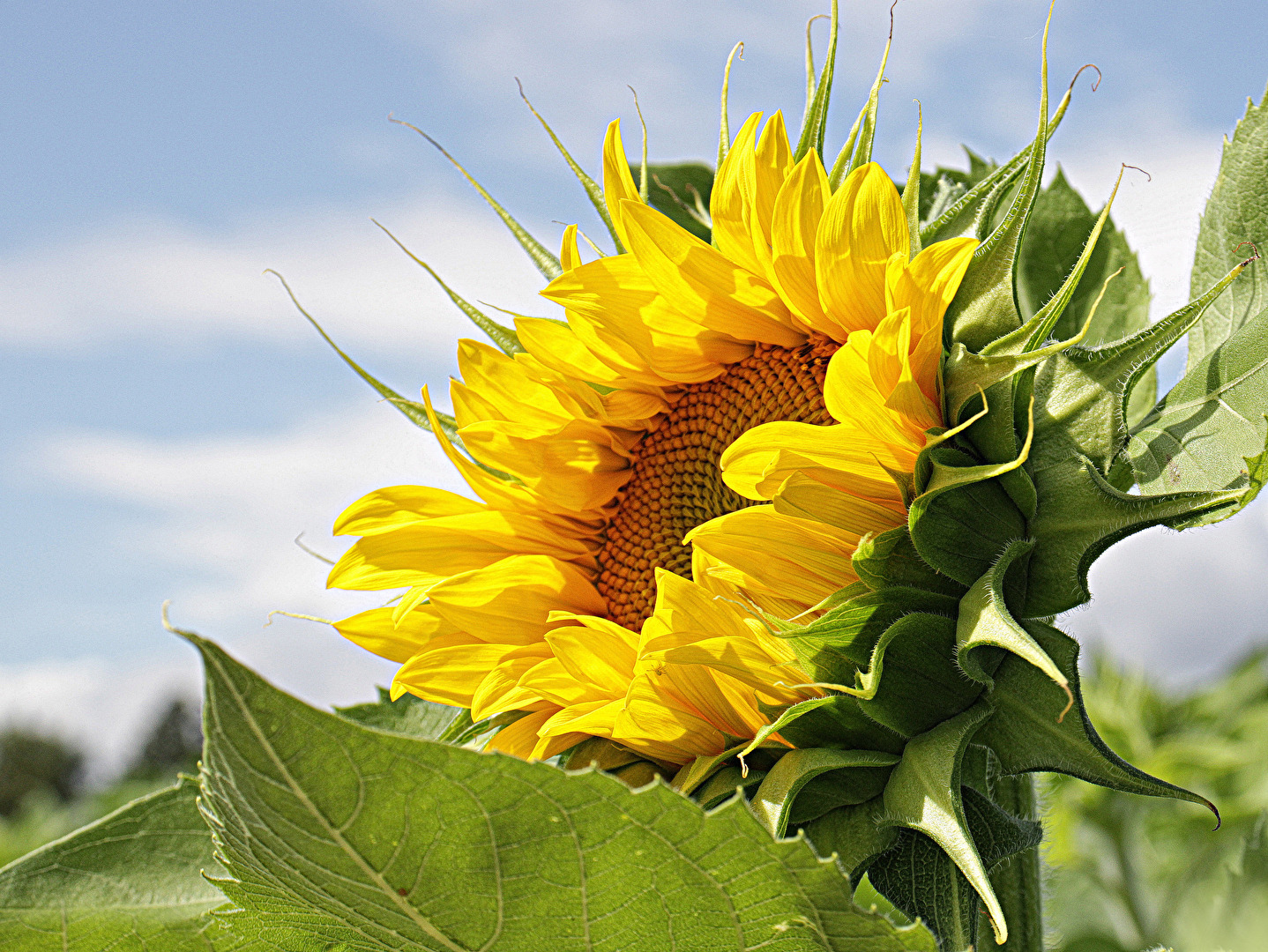 Auch ein Sonnenblümchen möchte richtig belichtet sein