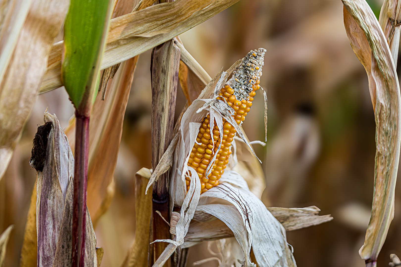 Blick in`s Maisfeld . . .!