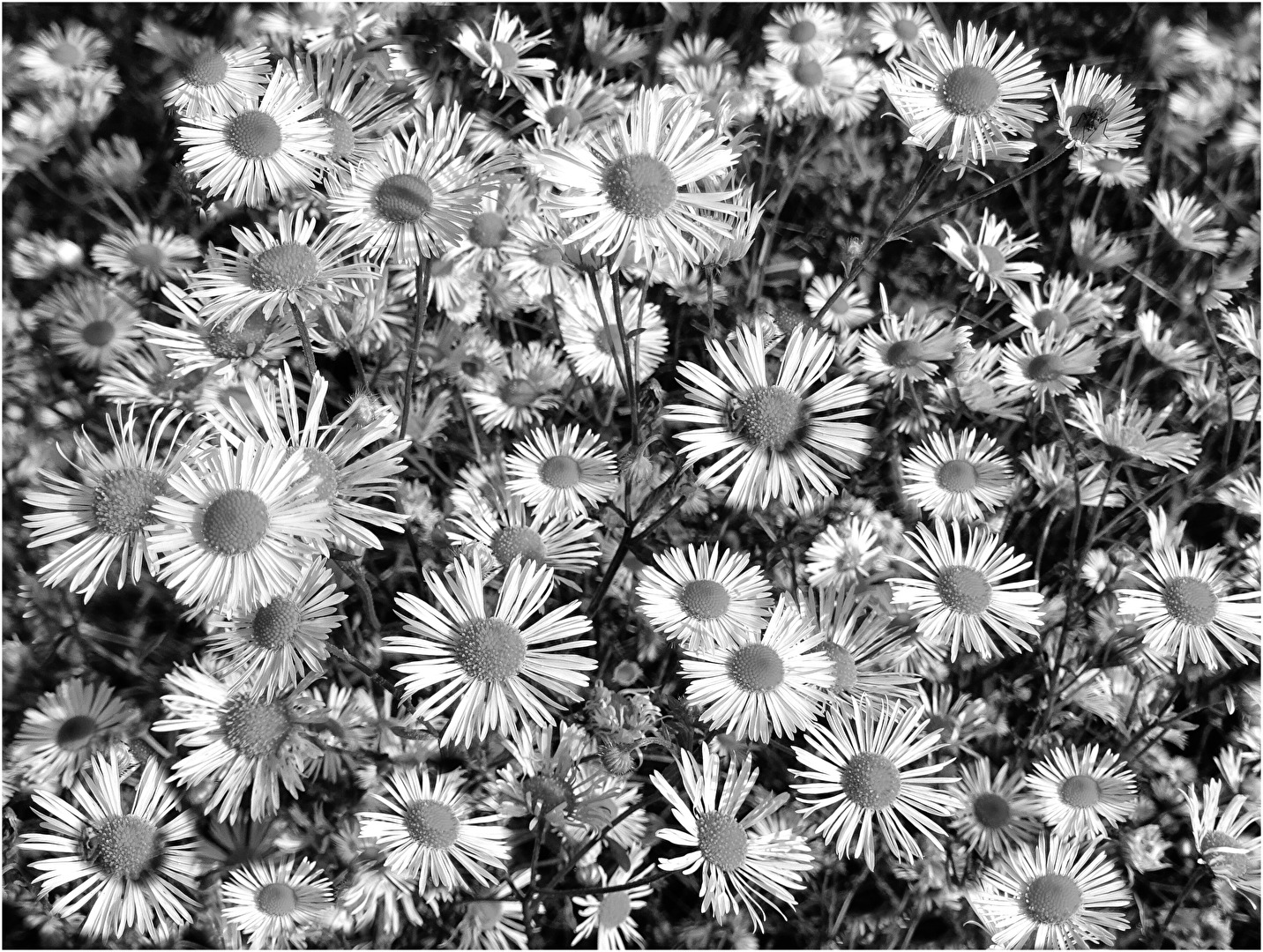 Blümelein in SW hat doch auch etwas!?