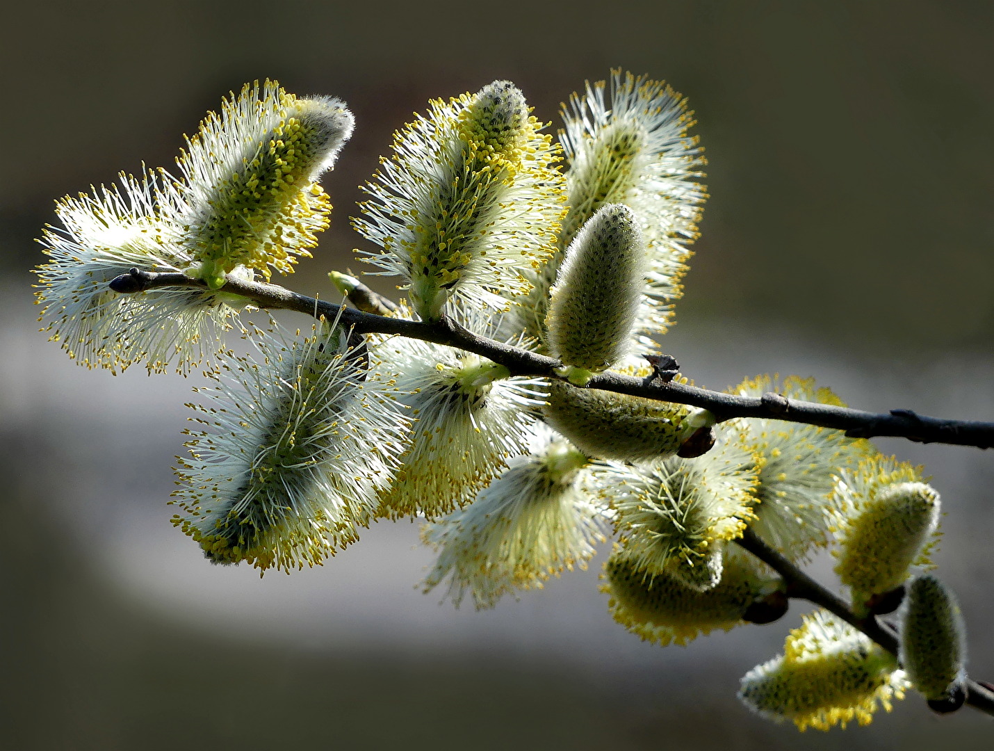 Liebenswerte "Kätzchen"