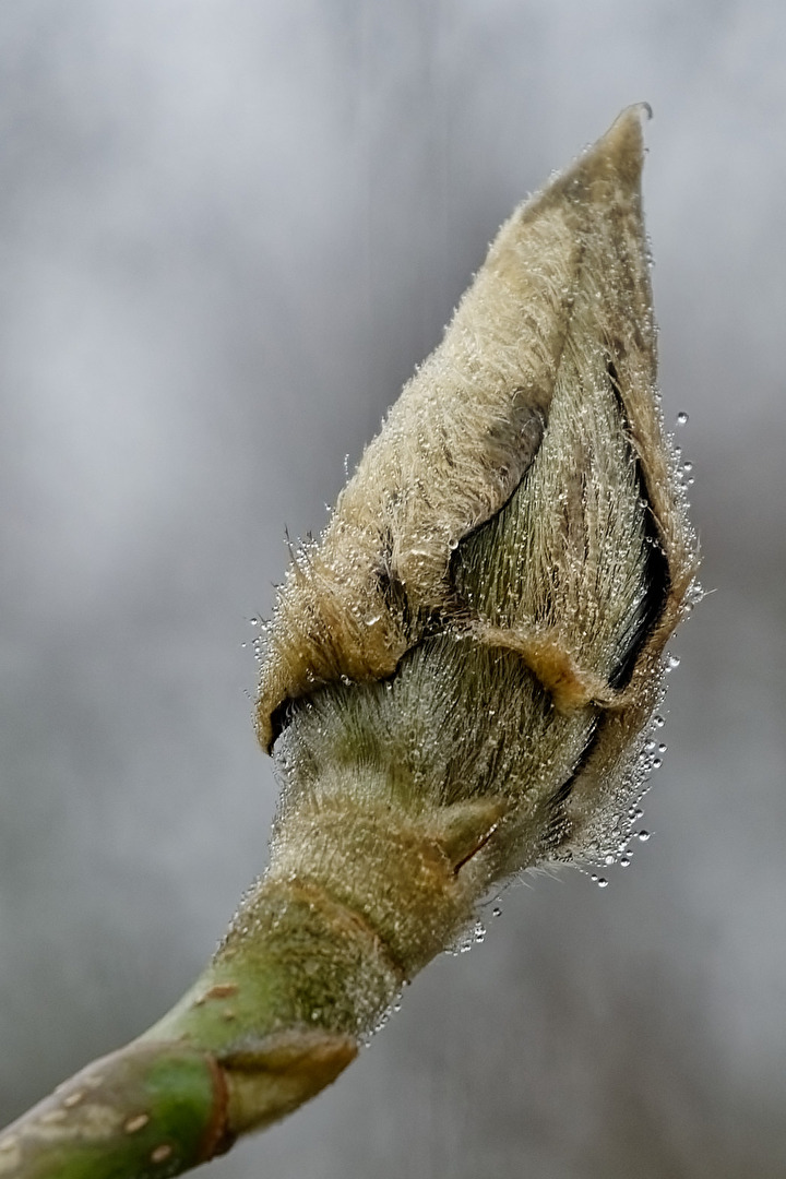 Magnolien  Knospe