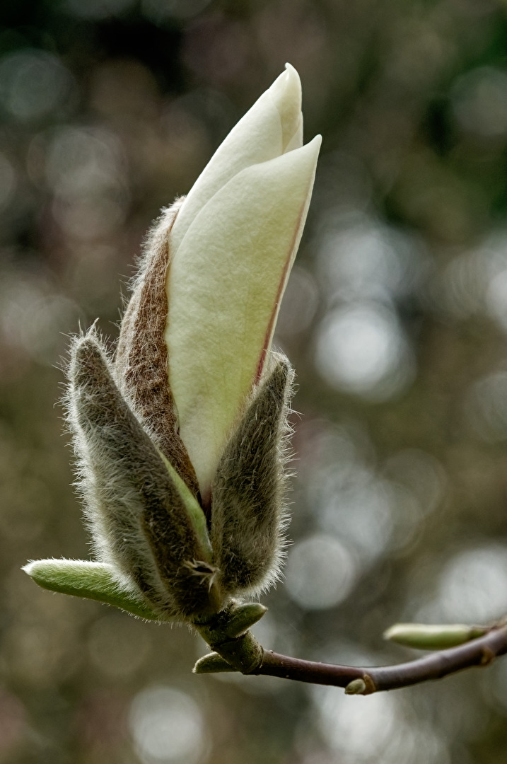 Magnolie