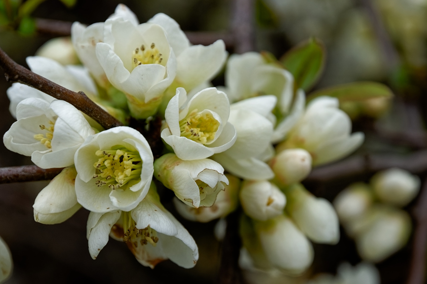 Blüten