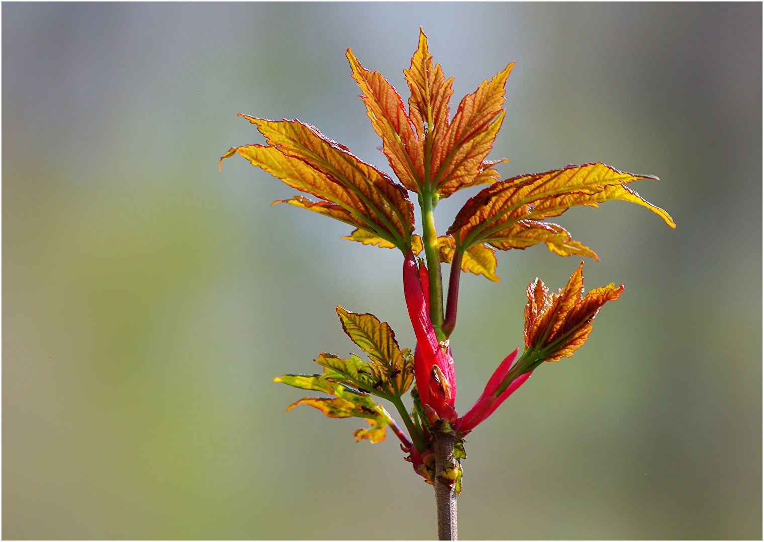 Farben des Frühlings