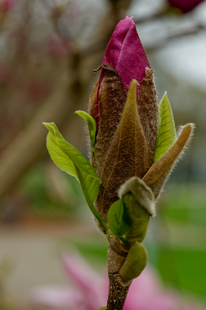Magnolie