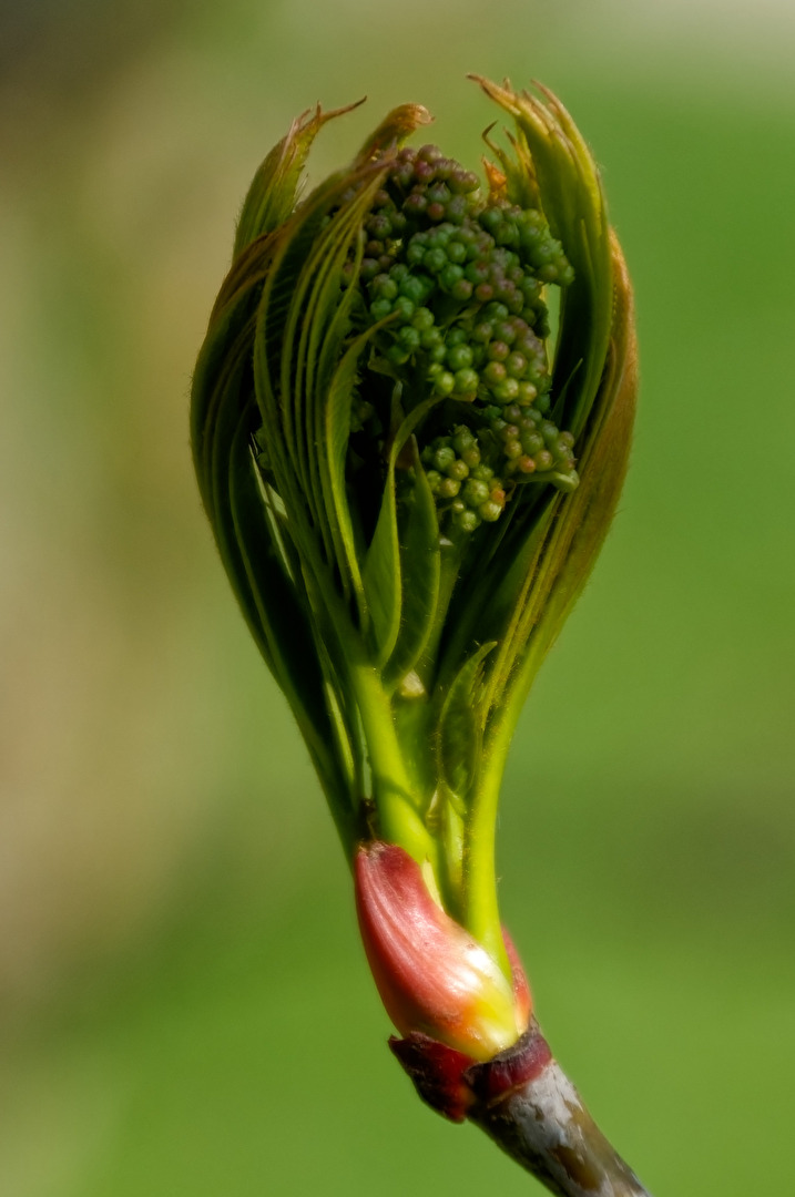 Blüte