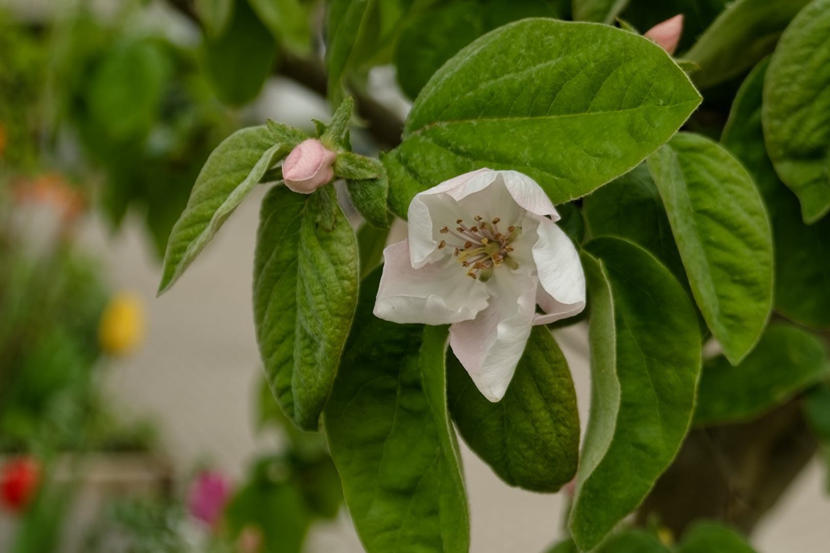 Blüte