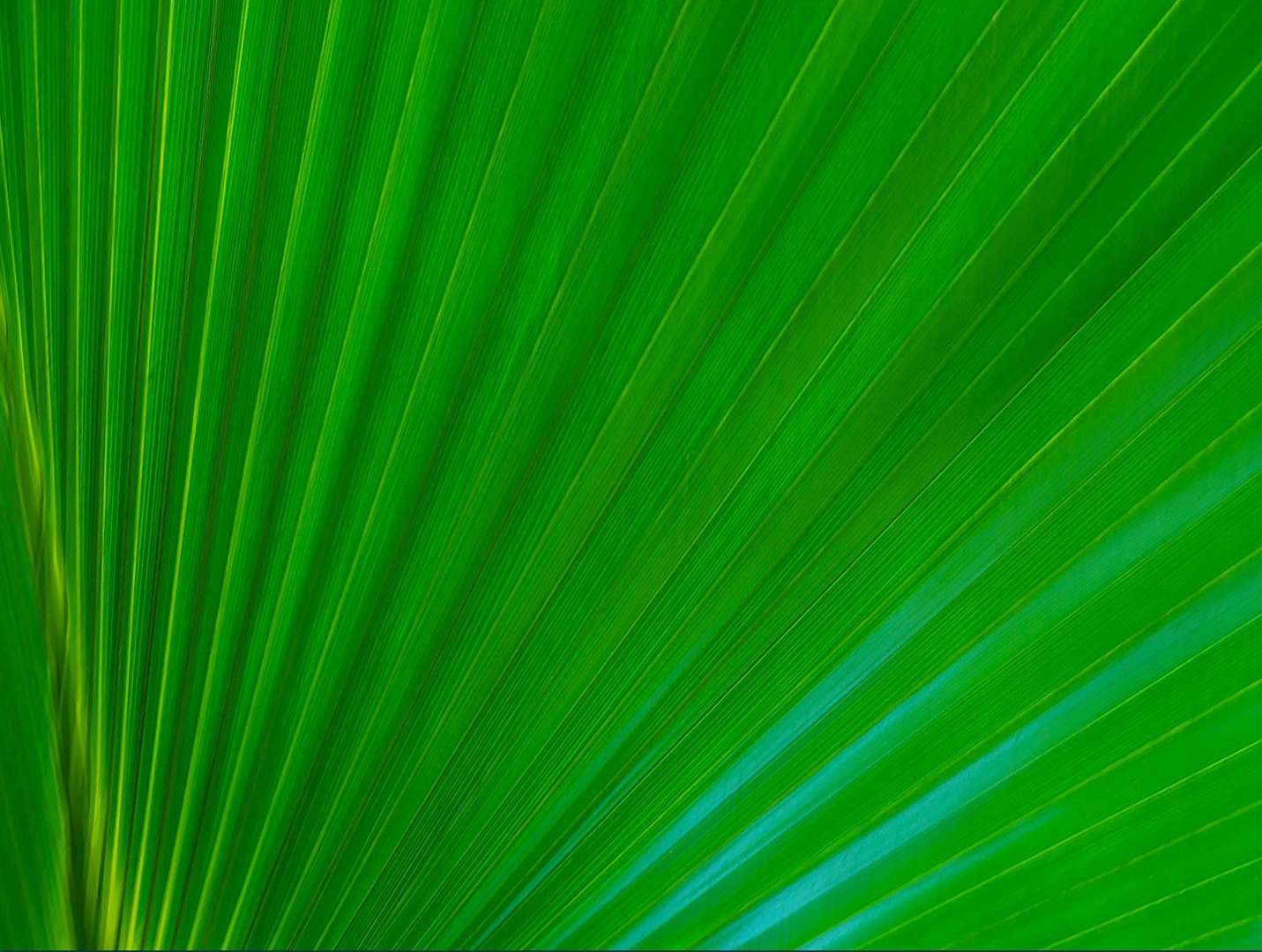 Palmenblatt