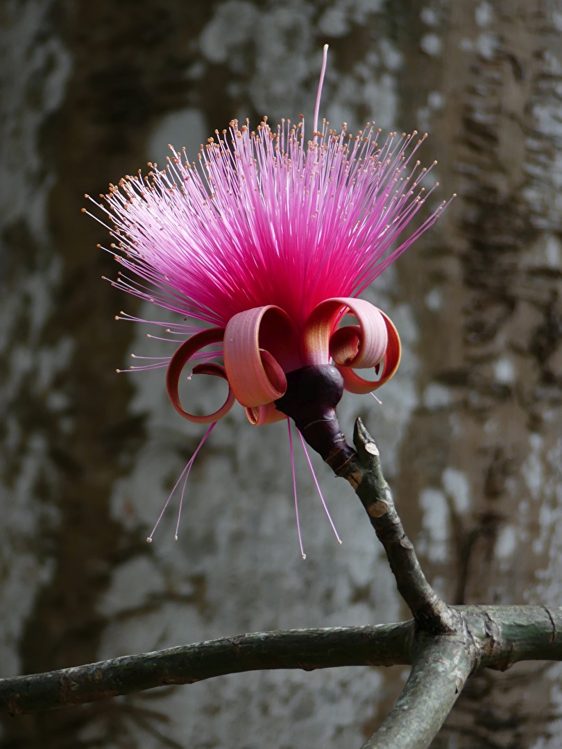 Blume IV