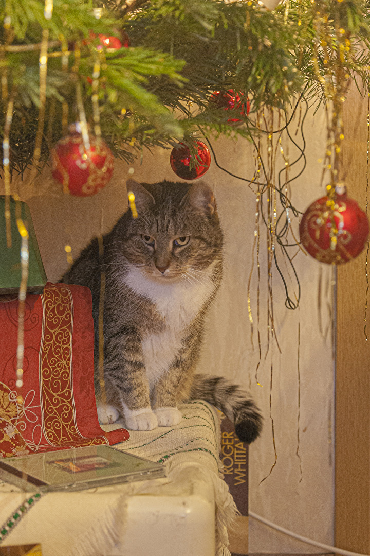 Es Weihnachtet sehr