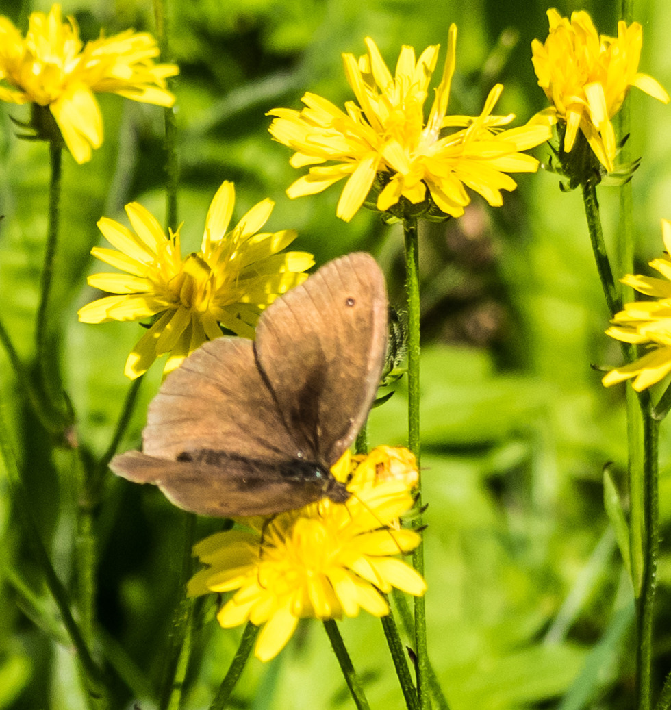 kleiner Schmetterling in der Wiese