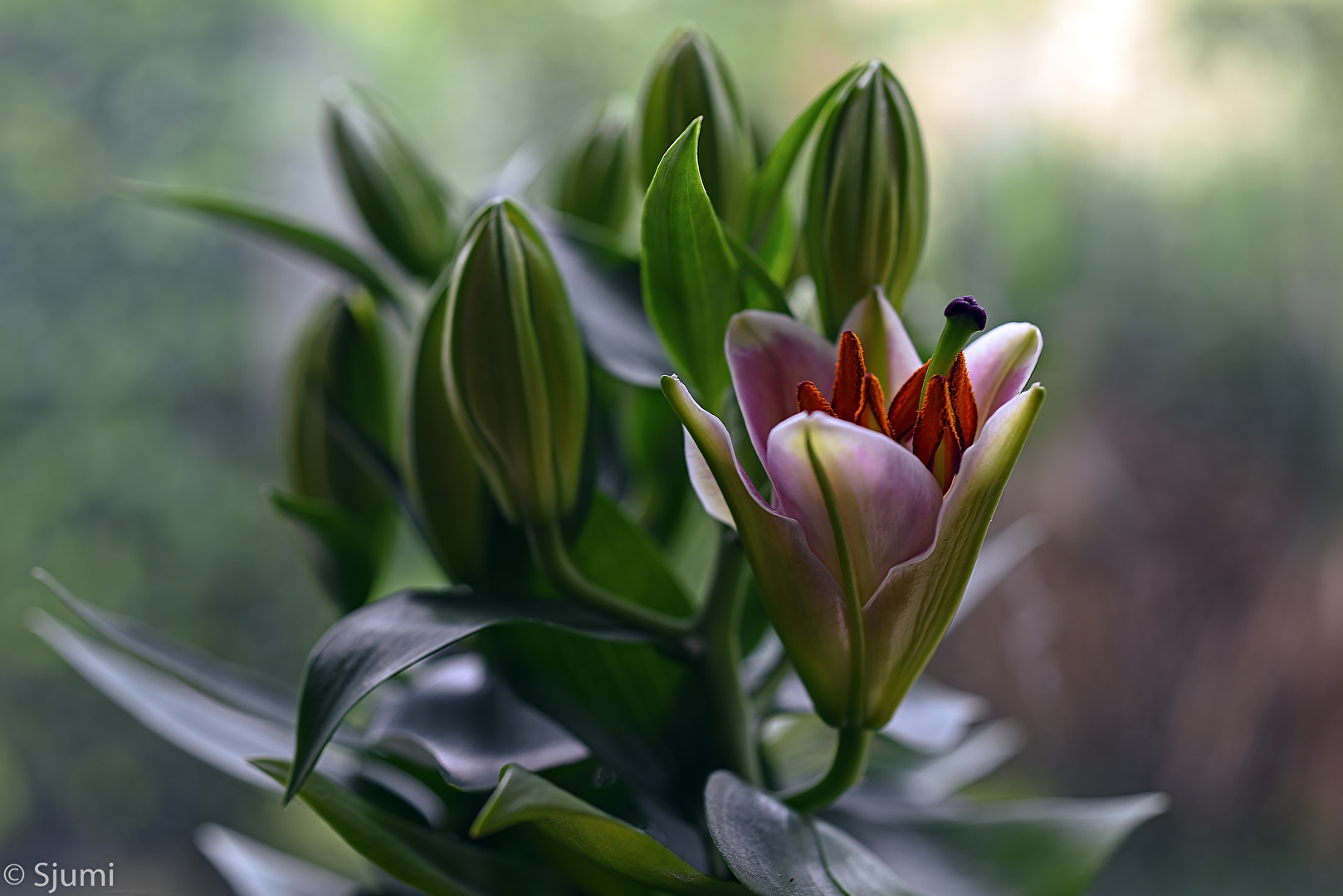 Zinien (Korbblütler)