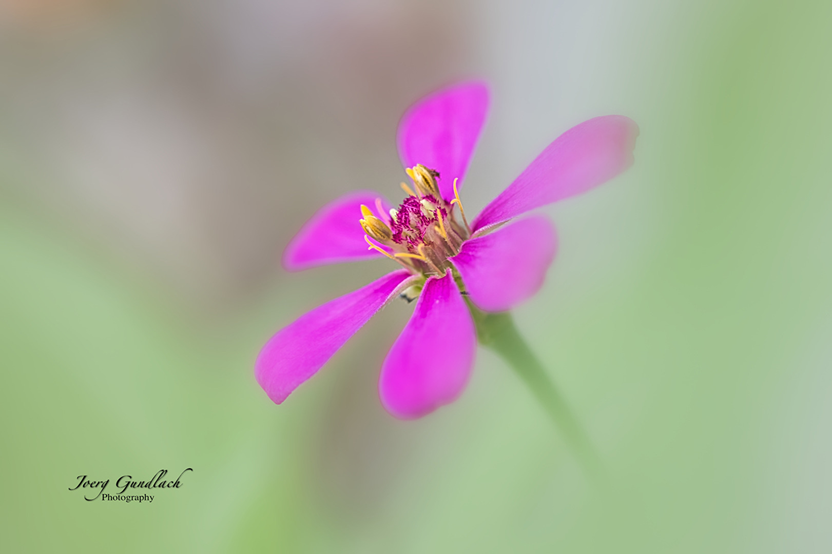 Elegant Zinnia