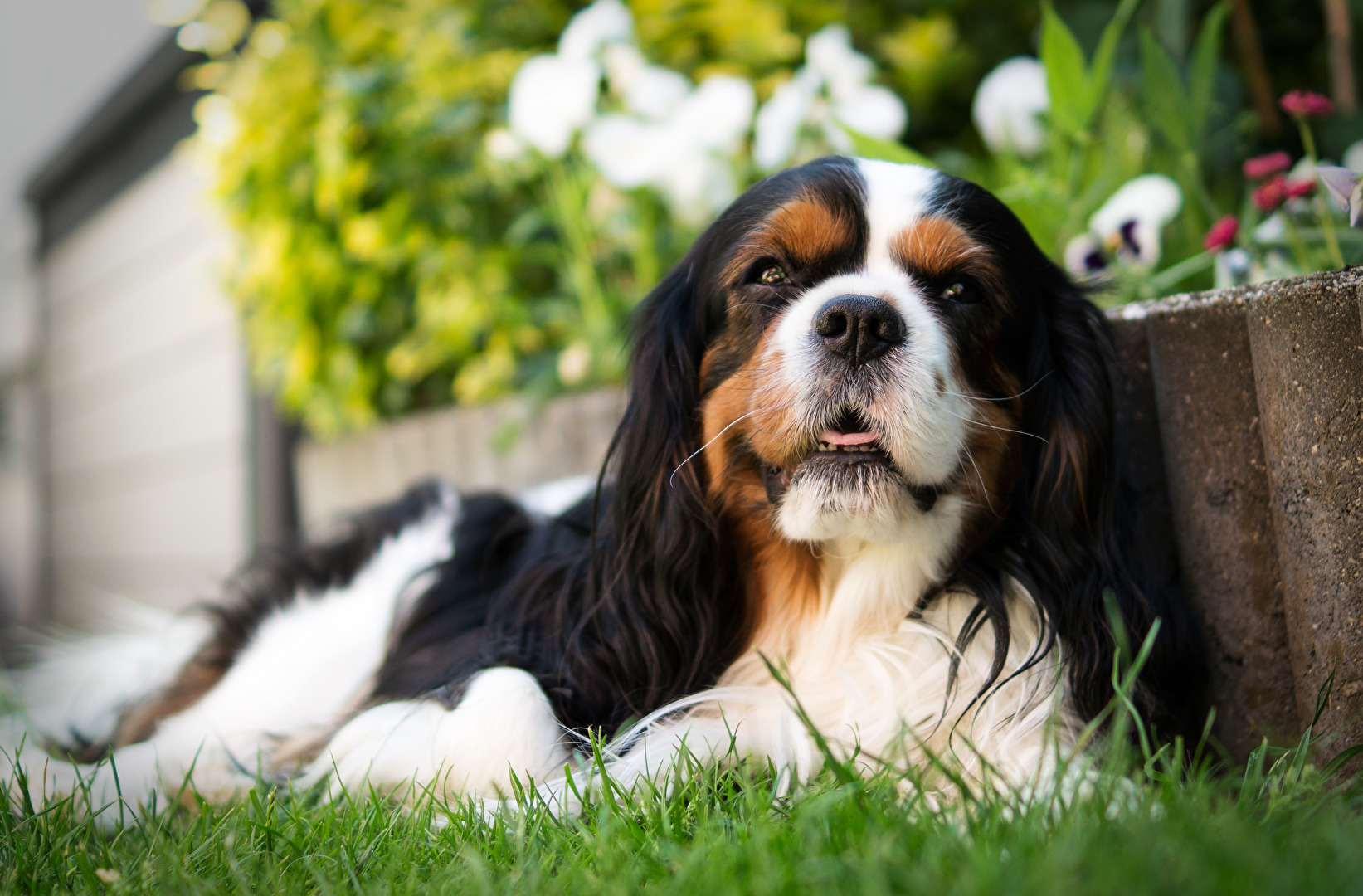 Cavalier-King Charles Spaniel