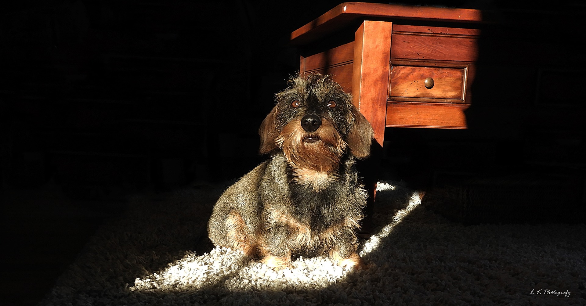 Mein lieber hund Saartje.