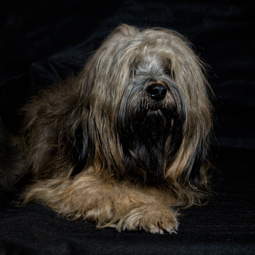Dog Portrait...