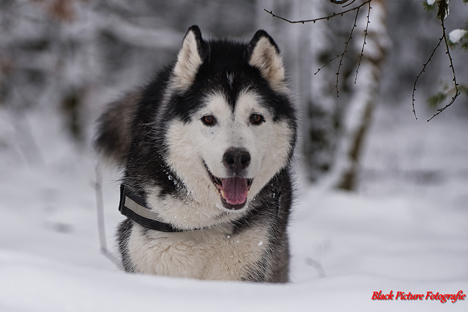 Alaskan Malamute Husky Opa Nimo