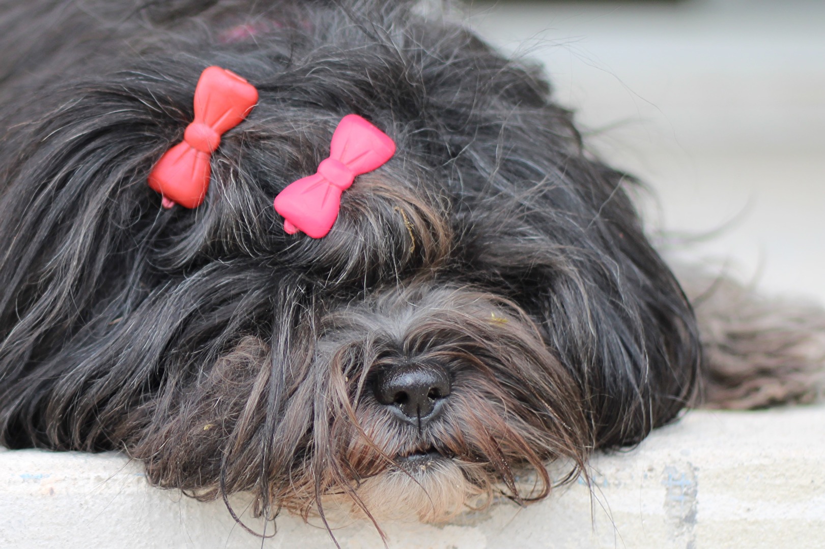 Tibet Terrier