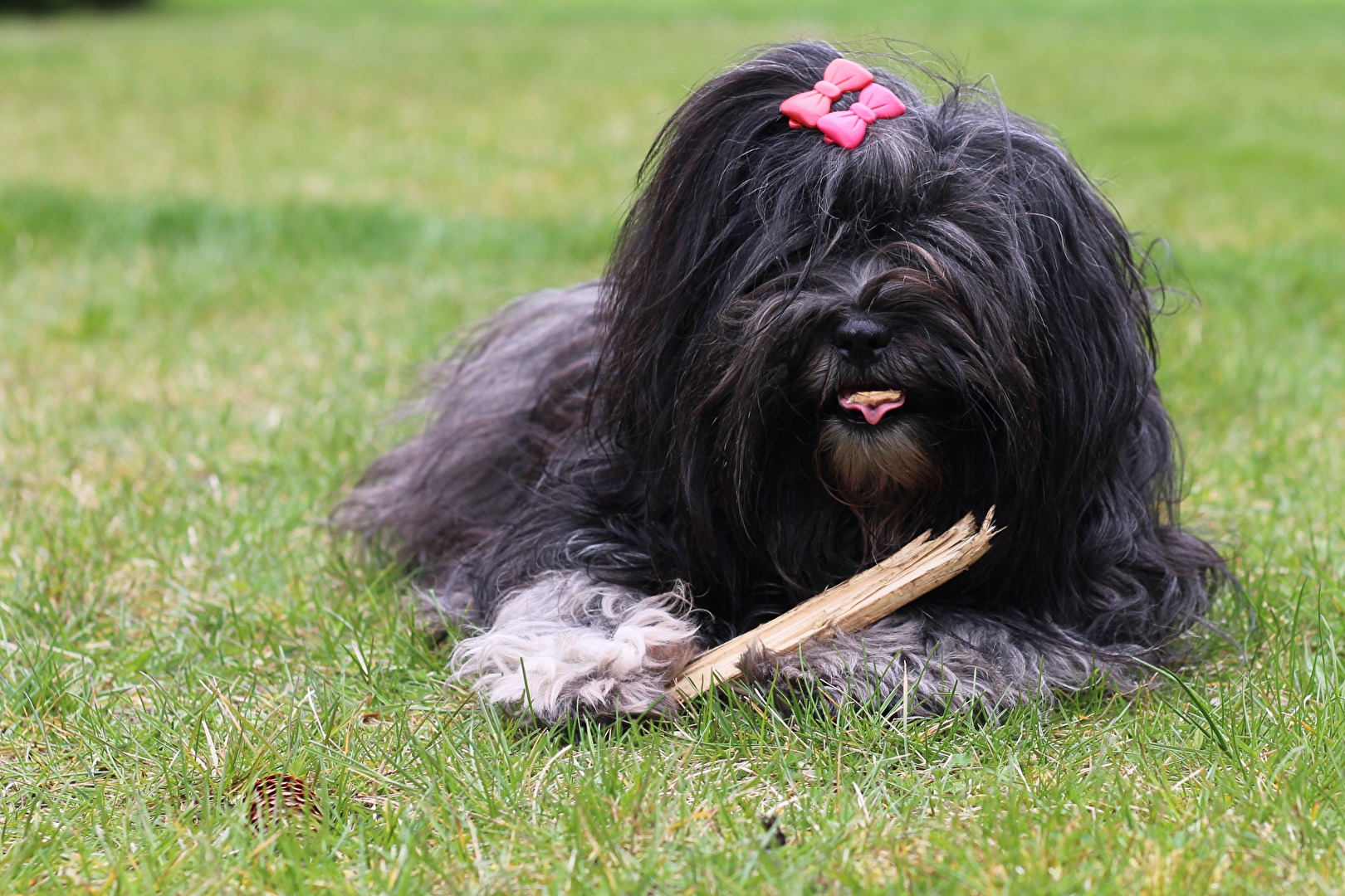 Tibet Terrier