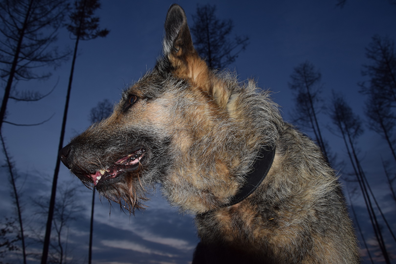 Der kleine Hobbywolf