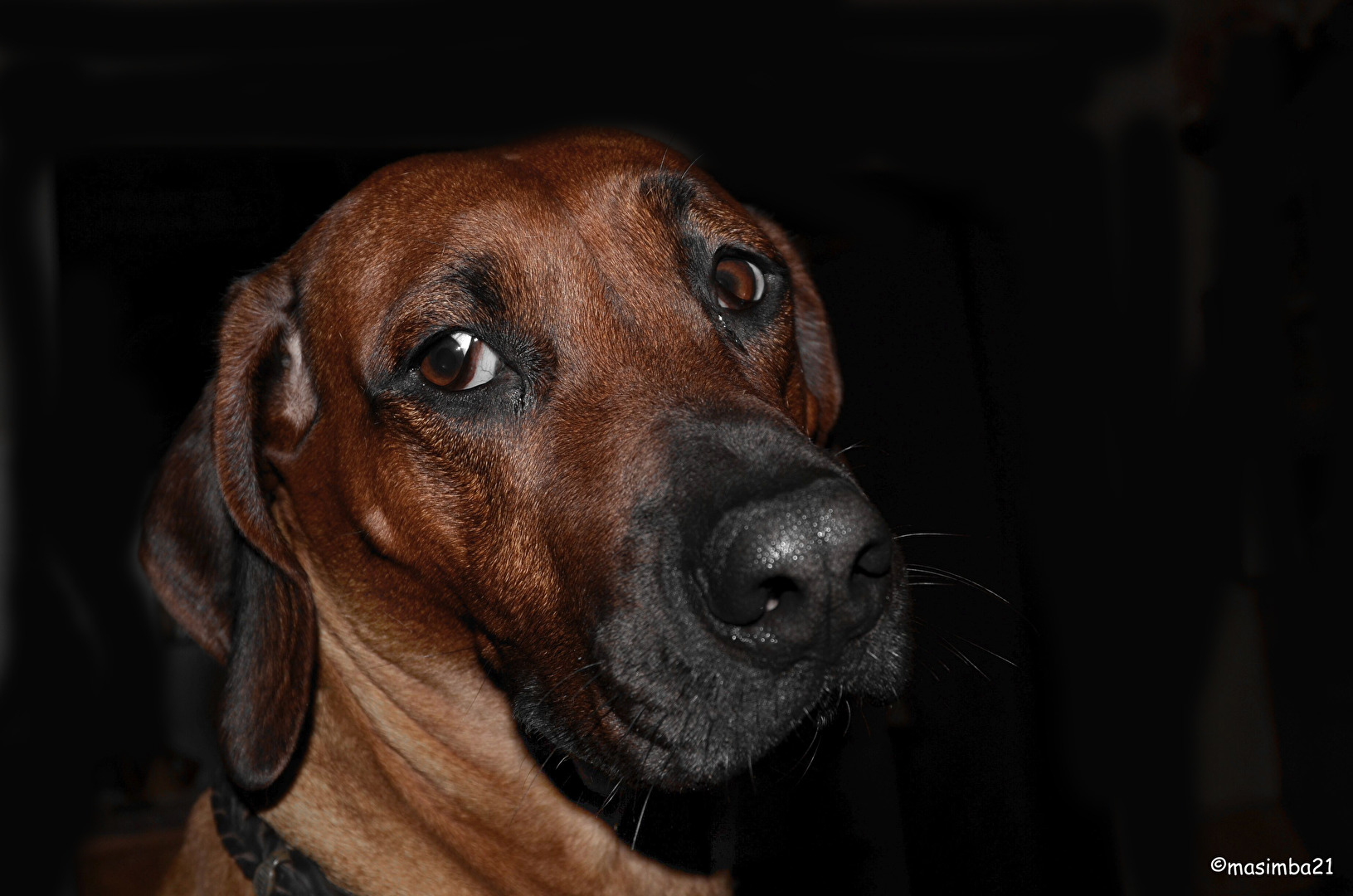 Masimba Guardian Angel