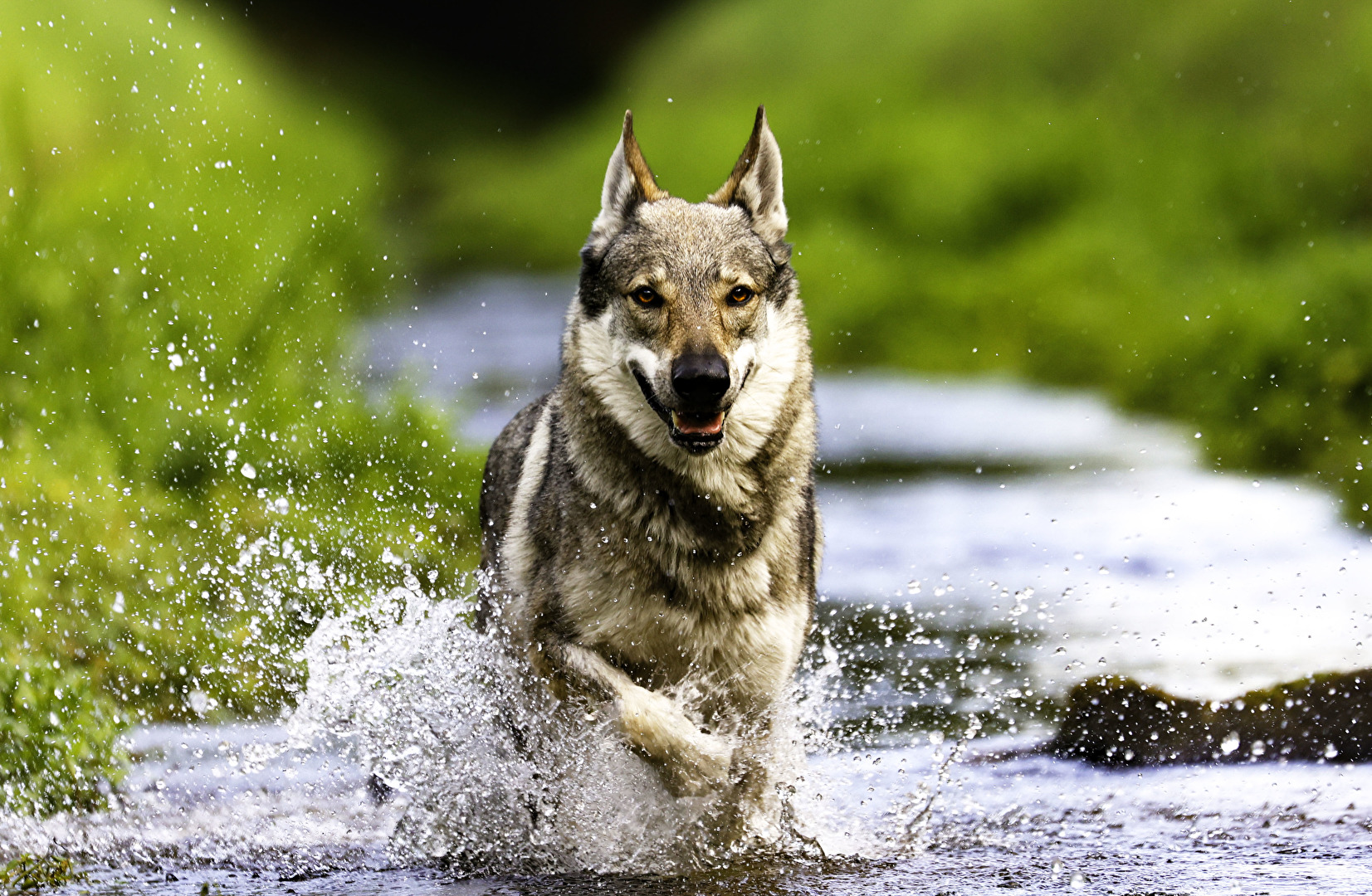 tschechoslowakische Wolfhündin Abby