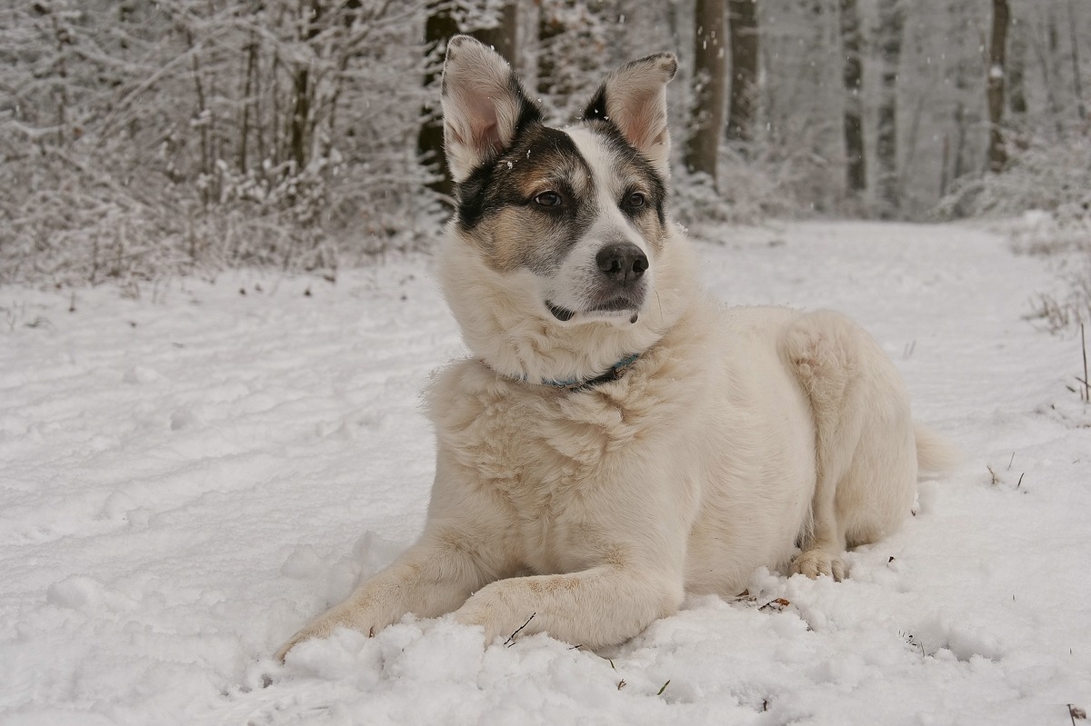 Mein bester Freund Archy