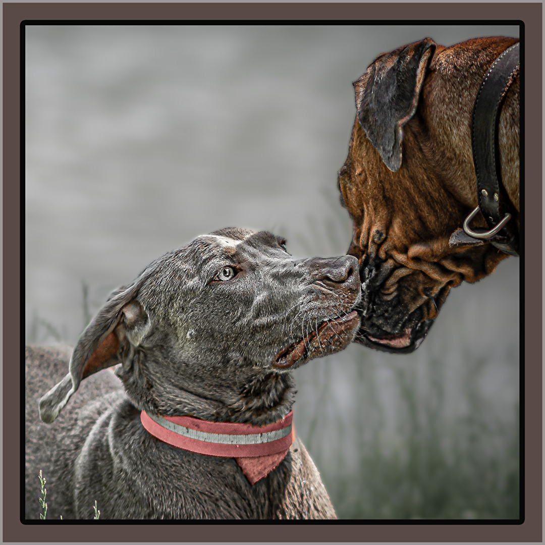 Ob die Freunde werden ??